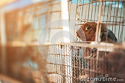 Sad imprisoned rabbit behind metal bar. Stock Photo