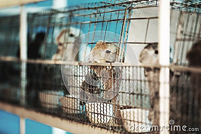 Sad imprisoned rabbit behind metal bar. Stock Photo