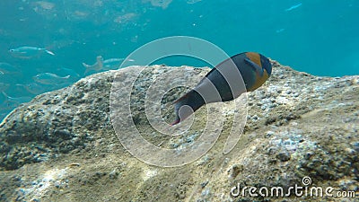 Close up of a saddle wrasse and a school of silver fish at honolua bay Stock Photo