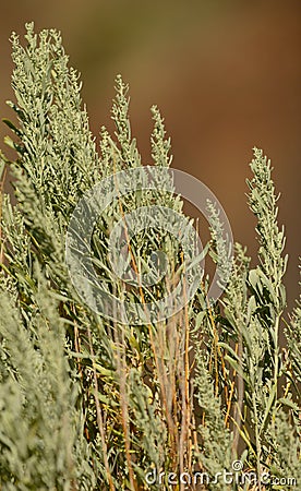 Close up of sage brush plant in desert Stock Photo