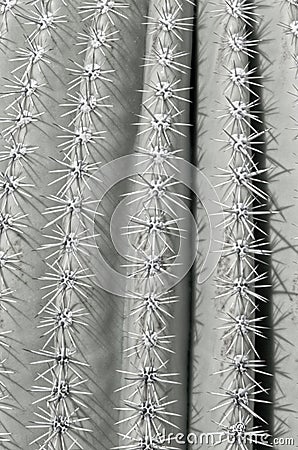 Close Up of Saguaro Cactus Stock Photo