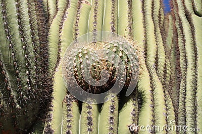 Close up of Saguaro cactus new branches Stock Photo