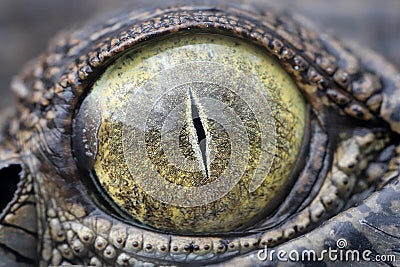 Saltwater Crocodile Stock Photo