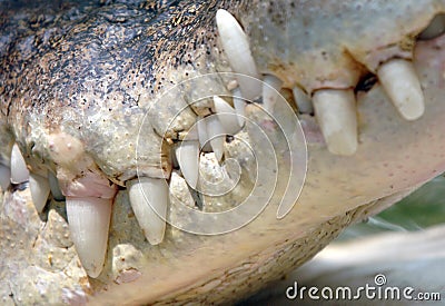 Close up saltwater crocodile mouth&teeth,thailand Stock Photo