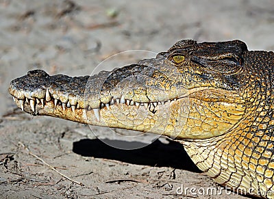 Close up saltwater crocodile,queensland,australia Stock Photo