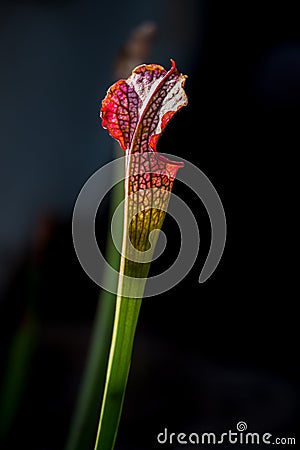 Close-up of a Sarracenia leucophylla flower in a foreground with dark background Stock Photo