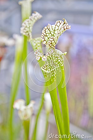 Close up of sarracenia leucophylla raf Stock Photo