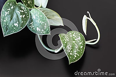 Satin pothos trailing vine detail on a dark background. Stock Photo