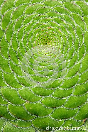 Close-up of Saucer plant Aeonium tabuliforme Stock Photo