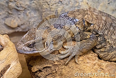 Close up of Savannah Monitor on Sand Background Stock Photo