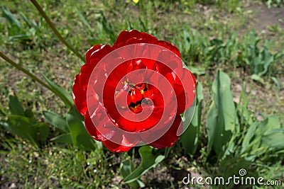 Close up of scarlet double tulip flower Stock Photo