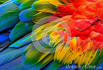 Close up of Scarlet macaw bird`s feathers. Stock Photo