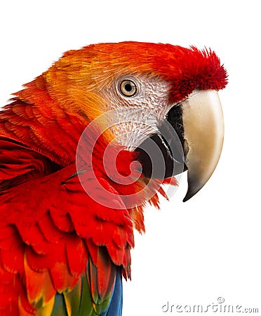 Close-up of a Scarlet Macaw (4 years old) Stock Photo