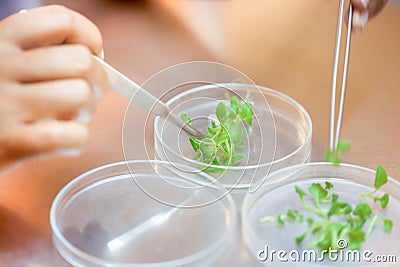 Close-up of scientist cutting plant tissue culture in petri dish Stock Photo