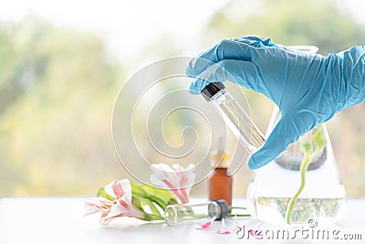 Close up scientist hand holding essential oils with fresh flower. Lab research for scent extract for the new skincare product Stock Photo