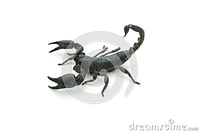 Closeup Scorpion isolated on white Stock Photo