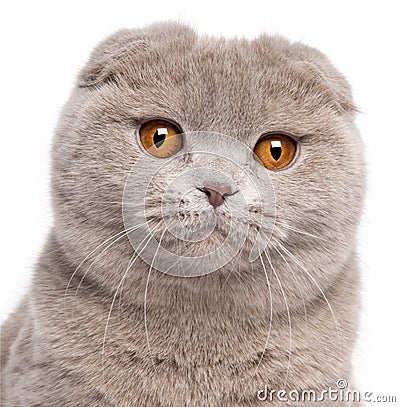 Close-up of Scottish Fold cat Stock Photo