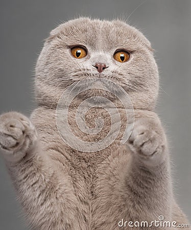 Close-up of Scottish Fold cat with paws up Stock Photo