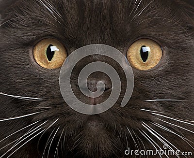 Close-up of Scottish Fold kitten Stock Photo