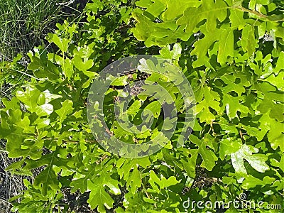 Close up scrub oak in norther utah Stock Photo