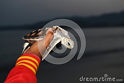 sea turtle in humans hands at Sea Turtles Conservation Research Project in Thailand Stock Photo