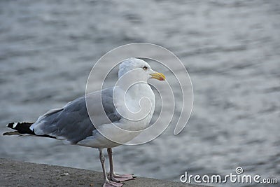 Close up Seagull running on the shore.Copenhagen Stock Photo