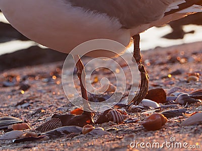 Close up of a seagull`s legs. The bird lost it`s left foot, which is hanging a a thin tread. Location: Sea Point, Cape Town. Stock Photo