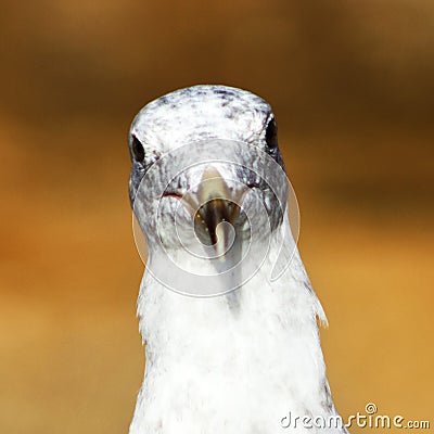 Close-Up of Seagull Staring Down the Camera Stock Photo