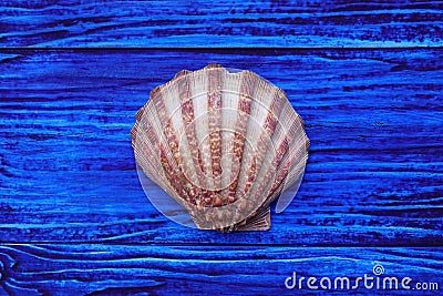 Close up of seashell Stock Photo