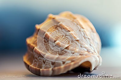 Close-up on a seashell Stock Photo