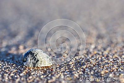 Close up of a seashell on the sand of the sea sunny evening, copy Space Stock Photo