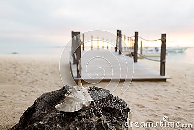 Close up of seashell on tropical beach Stock Photo