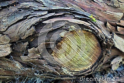 Spruce Logs Stock Photo