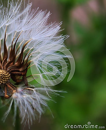 Close-up of seeded dandelion head, symbol of possibility, hope, and dreams. Good image for sympathy, get-well soon, or thinking of Stock Photo