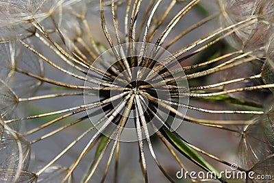 Close-up of seeded dandelion head, symbol of possibility, hope, and dreams. Good image for sympathy, get-well soon, or thinking of Stock Photo