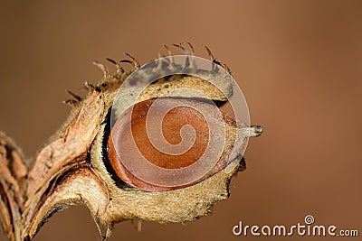 Close-up of the seeds of a beech tree, which is protectively embedded in its shell Stock Photo
