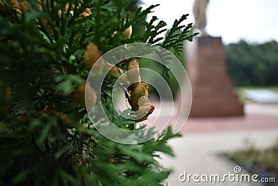 Close Up Of Seeds Of Evergreen Shrub Of Young Thuja Growing In Garden Outdoor In Summer Stock Photo