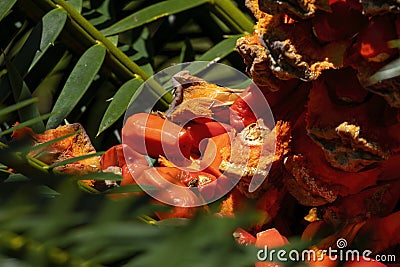 Close-up of seeds of a waxen cycad (encephalartos cerinus), a plant native to Africa Stock Photo