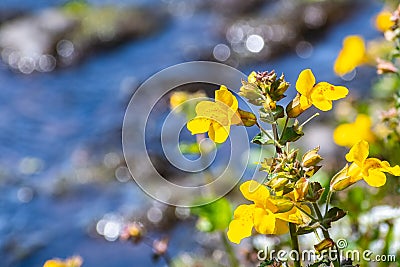 Close up of Seep monkey flower Mimulus guttatus blooming in North Table Mountain Ecological Reserve, Oroville, California Stock Photo