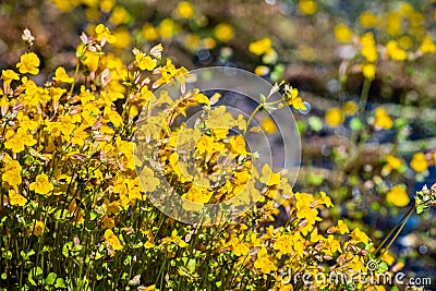 Close up of Seep monkey wildflowers Mimulus guttatus blooming on the shoreline of a creek in Yosemite National Park, Sierra Stock Photo