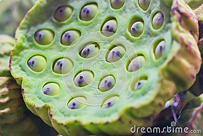 Close up selective focus of lotus seeds and lotus shower. Lotus seeds are edible kernels of the lotus plant. Nutritious healthy Stock Photo