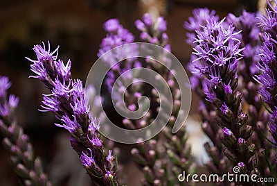 Violet Liatris spicata Stock Photo