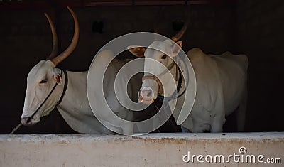 Close up selective shot of a Native Indian cows breed called Hallikar Stock Photo