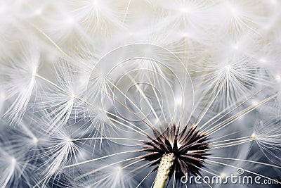 close-up selective shot of realistic Dandelion flowers generative ai Stock Photo