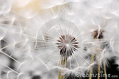 close-up selective shot of realistic Dandelion flowers generative ai Stock Photo