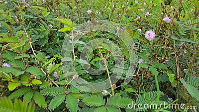 Close up of Sensitive plant or mimosa pudica plant Stock Photo