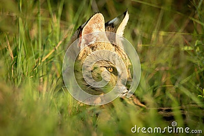 Close-up of serval head in tall grass Stock Photo