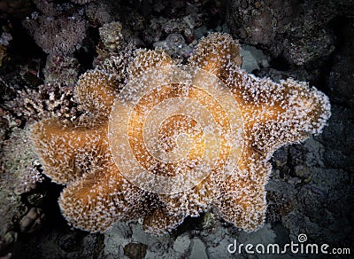 Close-up of a sessile colonial cnidarian of the Alcyonacea species in its natural environment Stock Photo