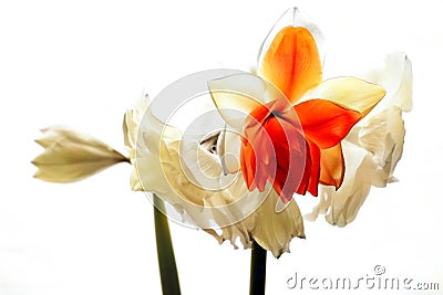 close-up of blooming amaryllis edited to special colors against uneven white background Stock Photo