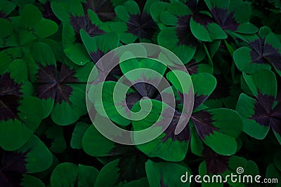 Close up shamrock clovers meadow concept photo Stock Photo